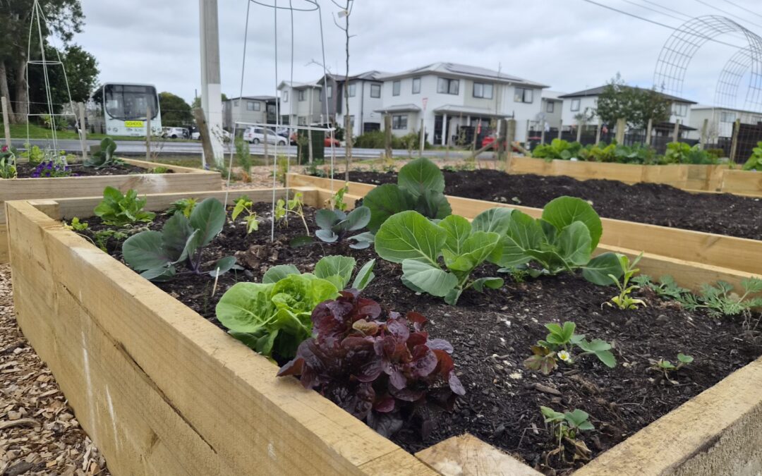 A garden takes root in Drury